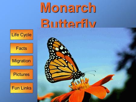 Monarch Butterfly Life Cycle Facts Migration Pictures Fun Links.