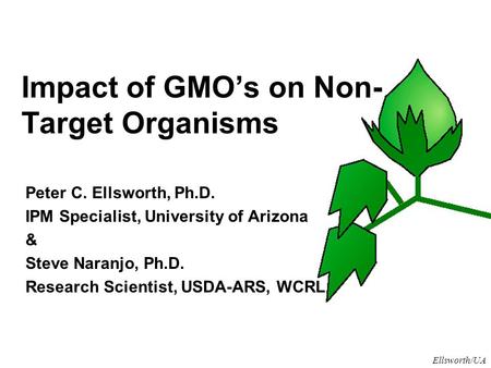 Ellsworth/UA Impact of GMO’s on Non- Target Organisms Peter C. Ellsworth, Ph.D. IPM Specialist, University of Arizona & Steve Naranjo, Ph.D. Research.