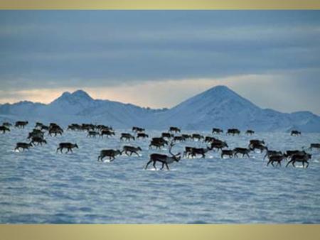 Animal Migration Leaving an area for part of the year and moving to habitats that are more hospitable. Migration is – Predictable – Seasonal – Repeated.