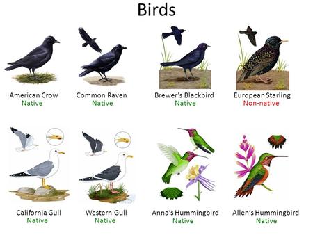 Birds Common RavenAmerican CrowBrewer’s BlackbirdEuropean Starling Anna’s HummingbirdCalifornia GullAllen’s HummingbirdWestern Gull Native Non-nativeNative.