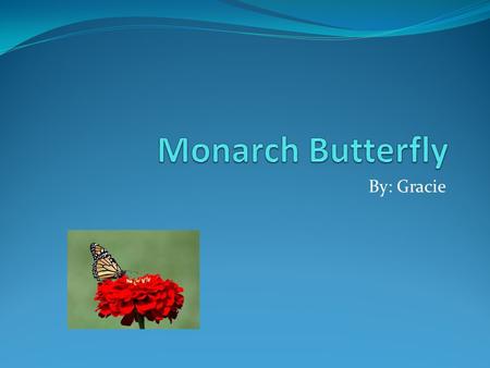 By: Gracie. What It Looks Like Most Butterflies are the size of dinner plates. Butterflies can have many different colors of body covering. Butterflies.