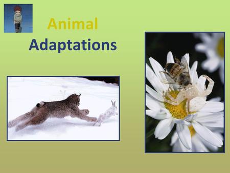 Animal Adaptations.