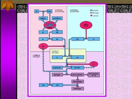 Initiation substances activate s by proteolysis a cascade of circulating precursor proteins which leads to the generation of thrombin which in turn converts.