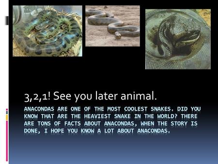 3,2,1! See you later animal.. Delicious!!!!! My favorite food. Anacondas eat lots of foods like large rodents, caimans, birds turtles, small reptiles.