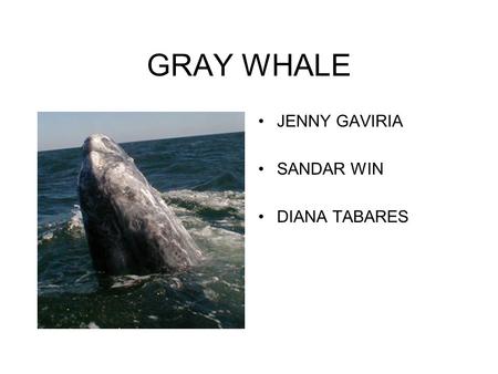 GRAY WHALE JENNY GAVIRIA SANDAR WIN DIANA TABARES.