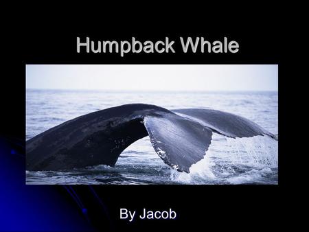 Humpback Whale By Jacob Mammal A Humpback Whale has hair. A Humpback Whale has hair. It has a back bone. It has a back bone. They feed their young milk.