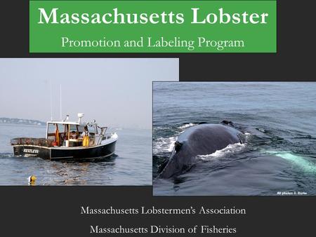 All photos: E. Burke Massachusetts Lobstermen’s Association Massachusetts Division of Fisheries Massachusetts Lobster Promotion and Labeling Program.