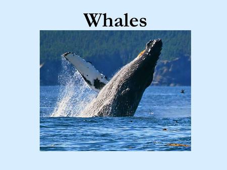 Whales.