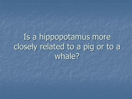 Is a hippopotamus more closely related to a pig or to a whale?