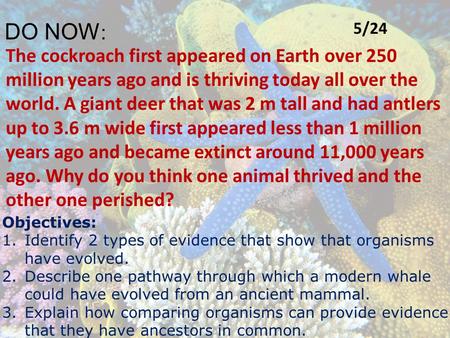 DO NOW: 5/24 The cockroach first appeared on Earth over 250 million years ago and is thriving today all over the world. A giant deer that was 2 m tall.