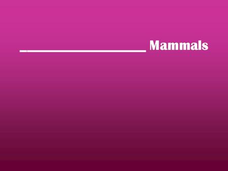 __________________ Mammals. Marine Mammals  Mammals found in the ________________  Specially equipped for water environment ________________________.