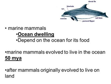 Marine mammals Ocean dwelling Depend on the ocean for its food marine mammals evolved to live in the ocean 50 mya after mammals originally evolved to live.