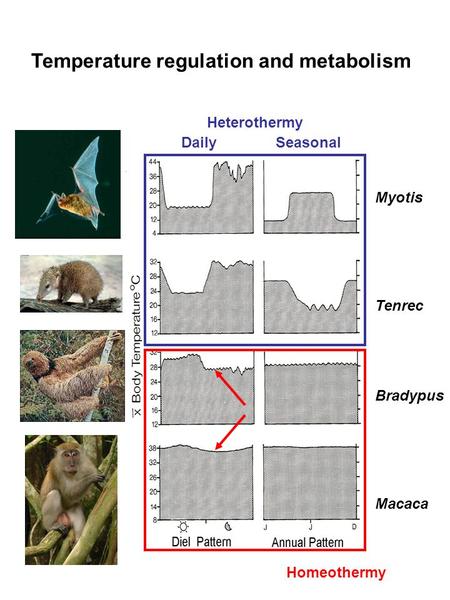 Temperature regulation and metabolism Heterothermy Daily Seasonal Myotis Tenrec Bradypus Macaca Homeothermy.