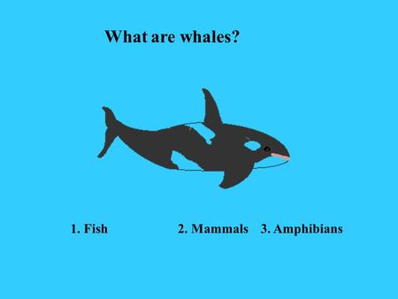 1. Fish 2. Mammals 3. Amphibians