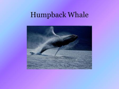 Humpback Whale. Species Profile Kingdom: Animalia Phylum: Chordata Class: Mammalia Order: Cetacea Family: Balaenopteridae Genius: Megaptera Species: Novaeangliae.