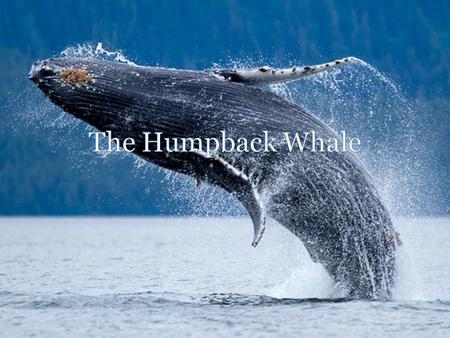 Physical Appearance The Humpback Whale is a filter feeder, which feed on small creatures, and it is a type of baleen whales. Humpback Whales are black.