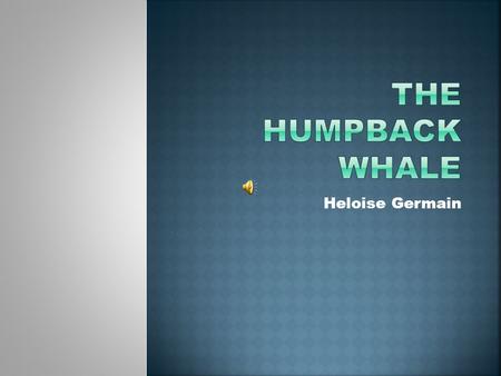 Heloise Germain The humpback whale is called humpback because of a prominent hump under their dorsal fin. The Humpback whale is a baleen whale. This.