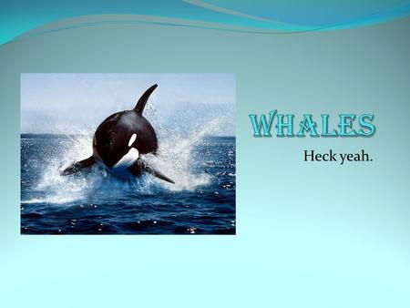 Heck yeah.. Whale singing! =D (communication) Whale songs are a series of different themes given in a predictable order. Sailors heard the songs and likened.