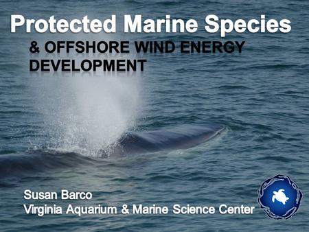 Cetaceans (dolphins, whales & porpoises) Pinnipeds (seals) Sea Turtles Manatees Protected Marine Species of Concern in Virginia.