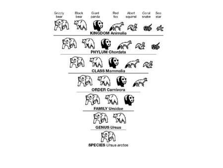 14. 	Interpret Graphs Which level of taxonomic category shown in Figure 18–4 contains the greatest number of different organisms?   15. 	Classify Do.