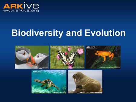 Biodiversity and Evolution. What is biodiversity? Biological diversity The simple version - number of different species in a given area  Species richness.