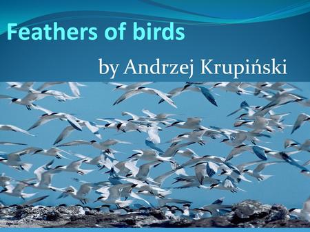 Feathers of birds by Andrzej Krupiński. Feathers of birds.