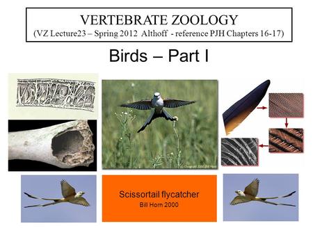 Birds – Part I VERTEBRATE ZOOLOGY (VZ Lecture23 – Spring 2012 Althoff - reference PJH Chapters 16-17) Scissortail flycatcher Bill Horn 2000.