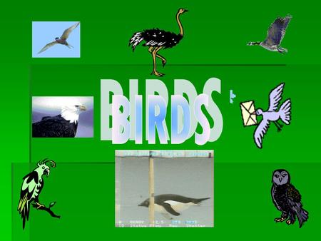 BIRDS.