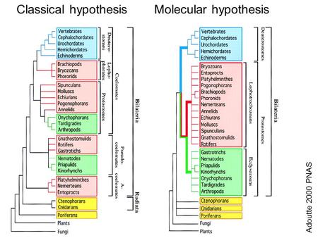 Classical hypothesisMolecular hypothesis Adoutte 2000 PNAS.