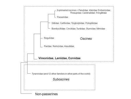 Passeridae Sittidae, Certhiidae, Troglodytidae, Polioptilidae Bombycillidae, Cinclidae, Turdidae, Sturnidae, Mimidae Regulidae Paridae, Remizidae, Alaudidae,