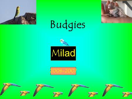 Budgies Milad 2006-2007.