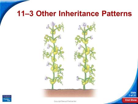 11-3 Exploring Mendelian Genetics