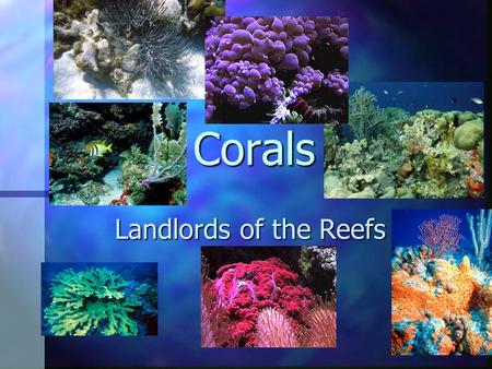 Corals Landlords of the Reefs. What is a coral? What is a coral? Phylum Cnidaria Phylum Cnidaria Cl. Anthozoa Cl. Anthozoa Order Gorgonacea (soft corals,