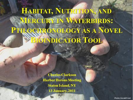 H ABITAT, N UTRITION, AND M ERCURY IN W ATERBIRDS : P TILOCHRONOLOGY AS A N OVEL B IOINDICATOR T OOL Charles Clarkson Harbor Herons Meeting Staten Island,