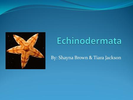 By: Shayna Brown & Tiara Jackson. Taxon: Echinodermata Echinodermata Animal; Phylum Which includes 21 Classes of Echinoderms such as starfish and many.