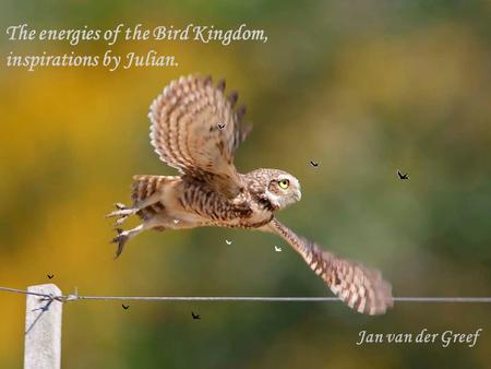 The energies of the Bird Kingdom, inspirations by Julian. Jan van der Greef.