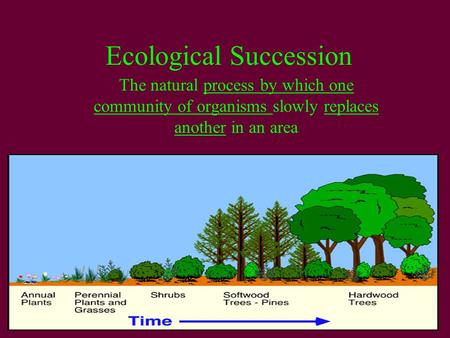 Ecological Succession