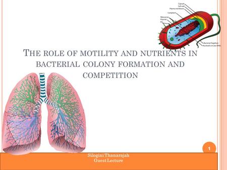 T HE ROLE OF MOTILITY AND NUTRIENTS IN BACTERIAL COLONY FORMATION AND COMPETITION 1 Silogini Thanarajah Guest Lecture.