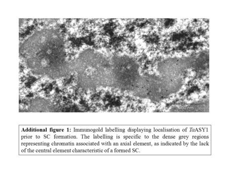 Additional figure 1: Immunogold labelling displaying localisation of TaASY1 prior to SC formation. The labelling is specific to the dense grey regions.