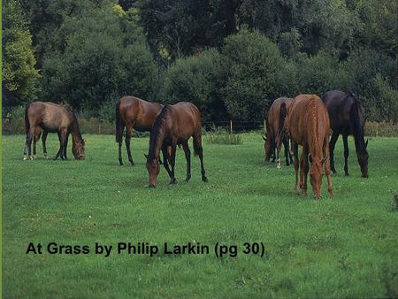 At Grass by Philip Larkin (pg 30). At Grass This is a poem about the way growing old affects our lives. Philip Larkin uses ex-racehorses to show this.