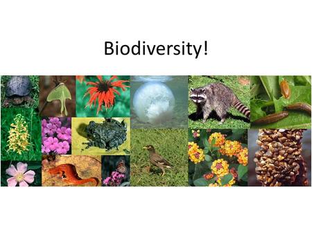 Biodiversity!. Emerson Biodiversity Field guide – Any problems or confusion with it? – How do you tell a crow from a raven? – Need more information Common.