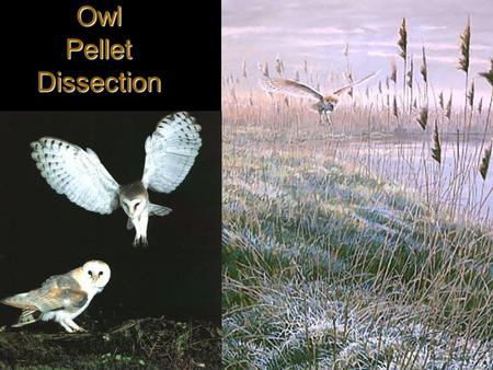 Owl Pellet Dissection What is an Owl Pellet? An owl pellet is the feces that is regurgitate. Owl's cannot digest fur, feathers and bones, that is the.