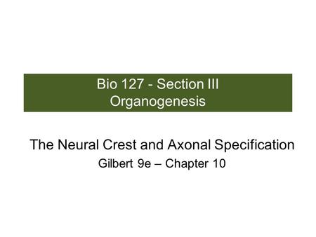 Bio 127 - Section III Organogenesis The Neural Crest and Axonal Specification Gilbert 9e – Chapter 10.