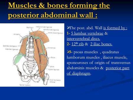 Muscles & bones forming the posterior abdominal wall :