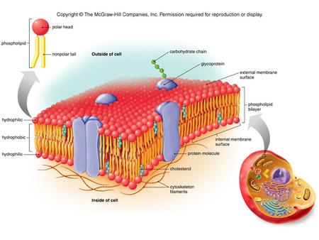 Figure 04.05. Figure 04.07b Eukaryotic Cilia & Flagella.