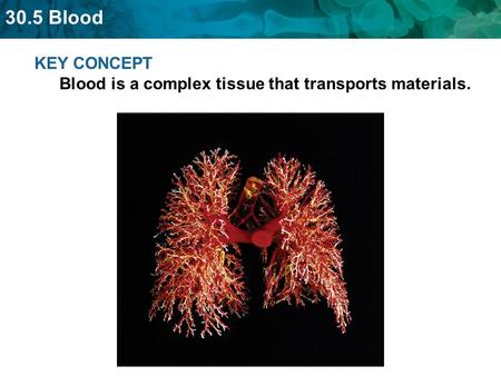 KEY CONCEPT  Blood is a complex tissue that transports materials.