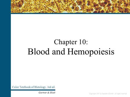 Copyright 2007 by Saunders/Elsevier. All rights reserved. Chapter 10: Blood and Hemopoiesis Color Textbook of Histology, 3rd ed. Gartner & Hiatt Copyright.