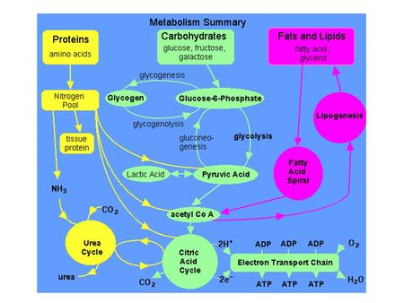 Protein Digestion and Peptide / Amino Acid Absorption For the body to assimilate nutritional protein, it must first be broken down into small peptide.