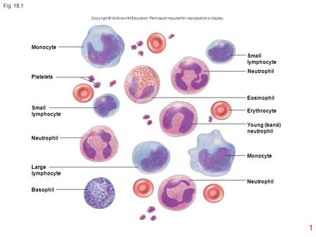 Fig Monocyte Small lymphocyte Neutrophil Platelets Eosinophil