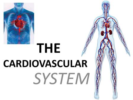 SYSTEM THE CARDIOVASCULAR. REFERENCES Tortora & Derrickson Lancraft et al Ellen G. White.